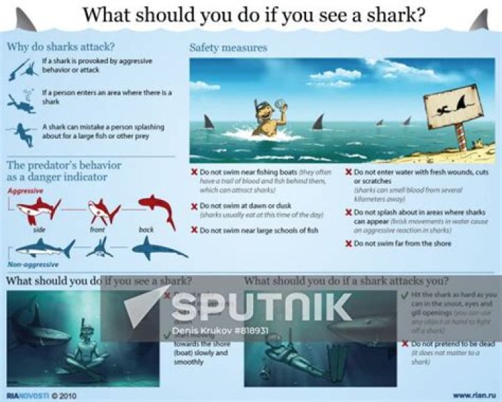What to do if you see a shark while swimming?