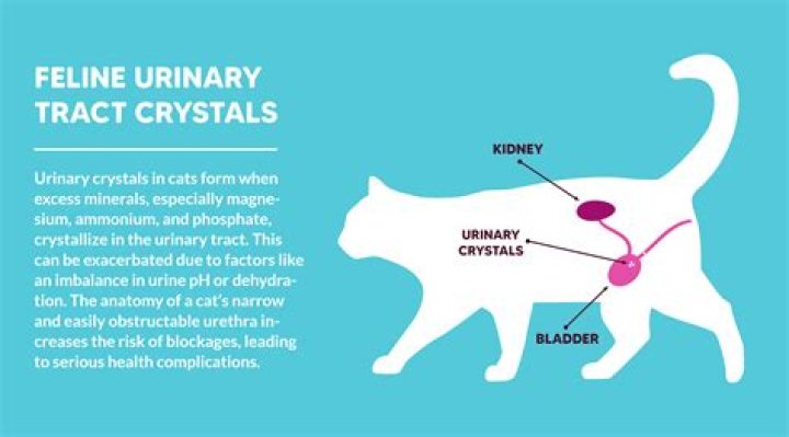 What to feed a cat that has urinary crystals?