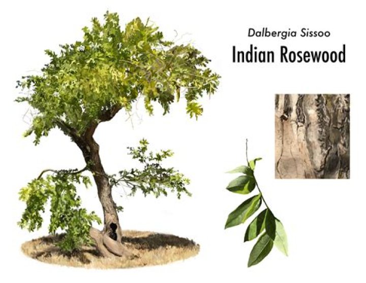 What tree is Indian rosewood from?