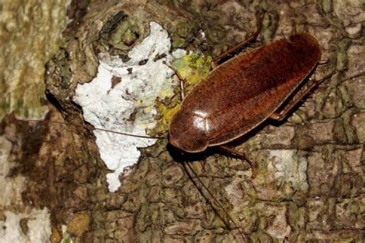 What trees attract roaches?