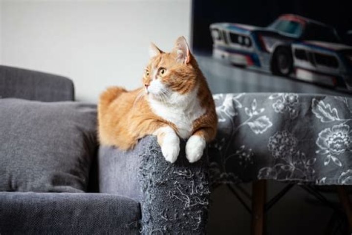 What type of couch is best for cats?