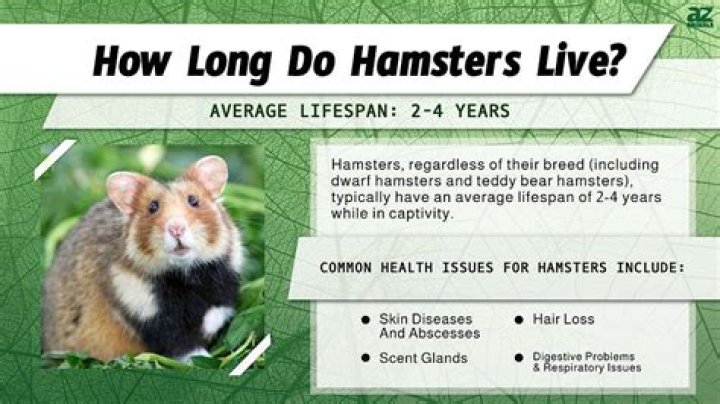 What was the longest living hamster?