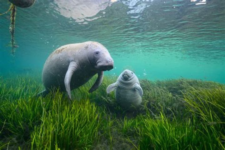 What will eat a manatee?