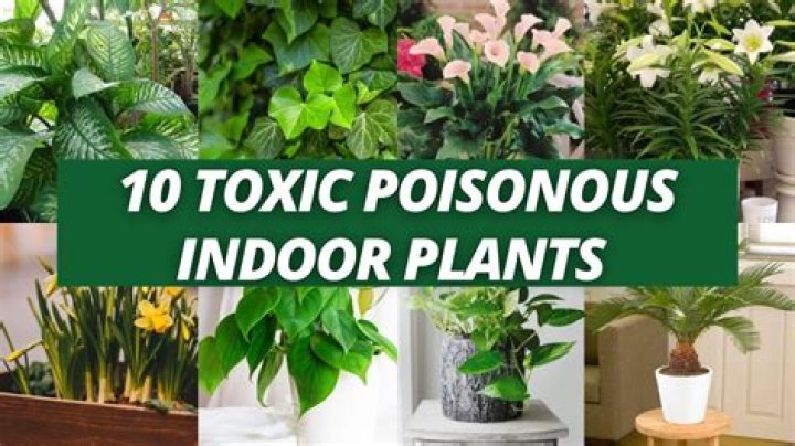 What woods are toxic to humans?