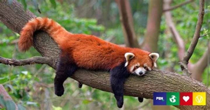 What would happen if red pandas went extinct?