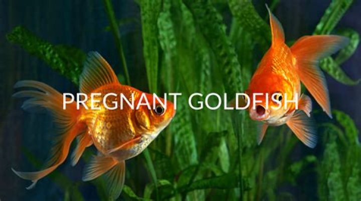 What's a pregnant goldfish called?