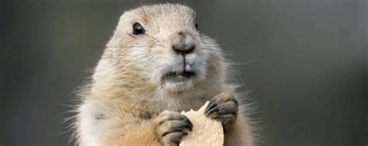 What's bigger a groundhog or gopher?