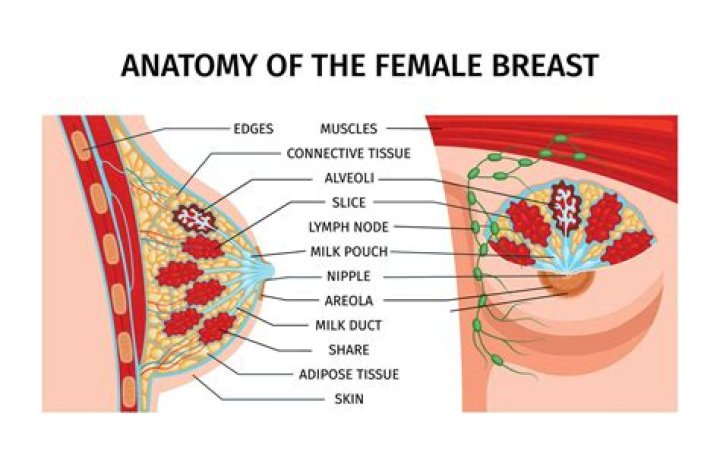 What's inside of a woman's breast?