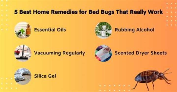 What's the best home remedy for bed bugs?