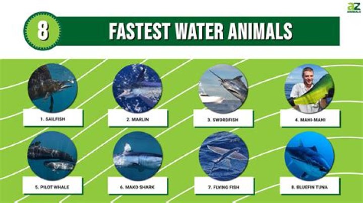 What's the fastest water animal?