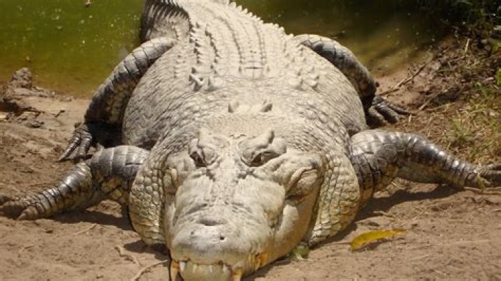 What's the largest reptile in the world?