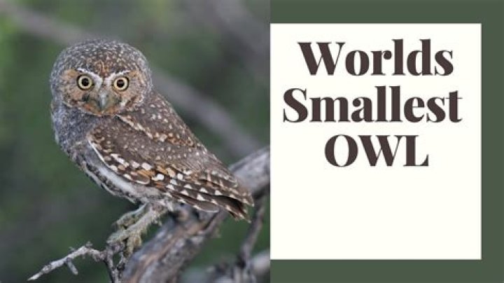 What's the world's smallest owl?