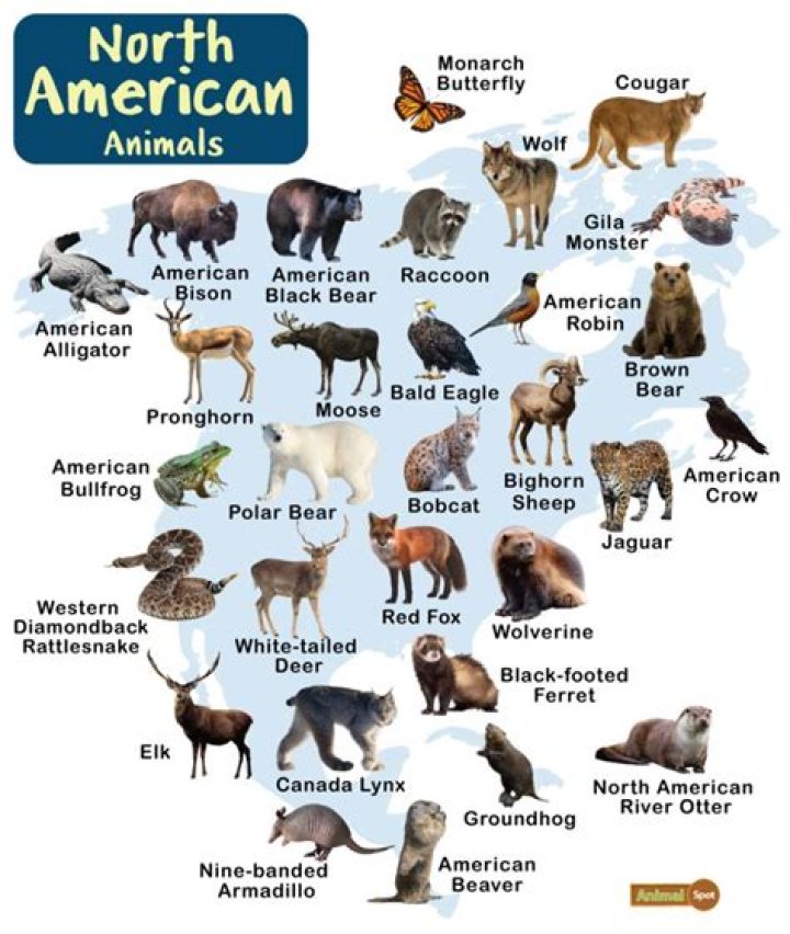 What's USA national animal?