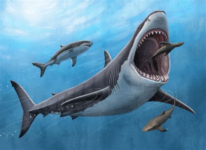 When did megalodon go extinct?
