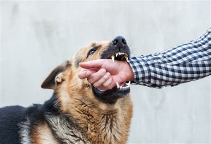 When dogs bite their owner?