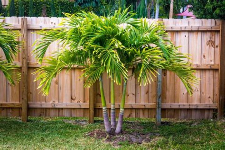 When should I cover my palm tree for winter?