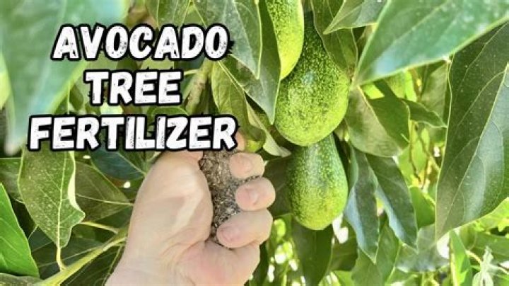 When should I fertilize my avocado tree?