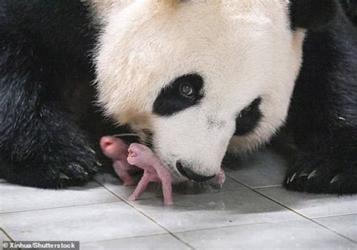 Where can I hug a baby panda?