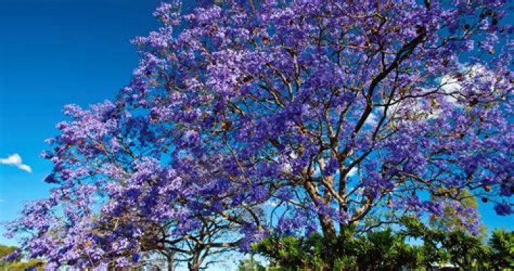 Where did the name Jacaranda come from?