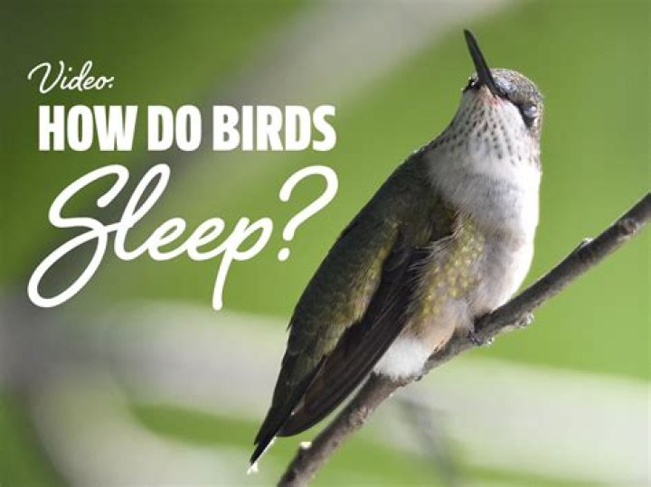 Where do birds sleep when it snows?