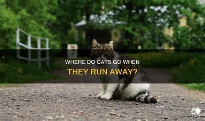 Where do cats go when they run away?