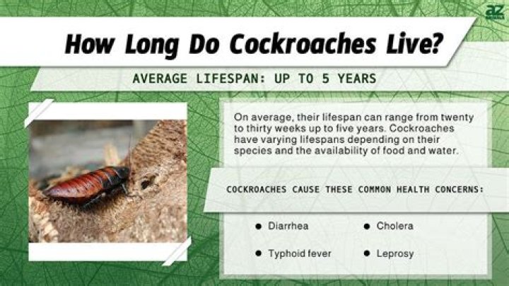 Where do cockroaches live in trees?