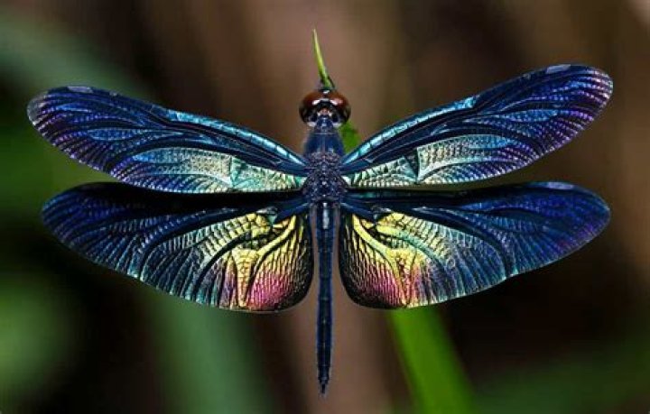 Where do dragonflies go at night?