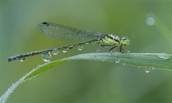 Where do dragonflies go in rain?