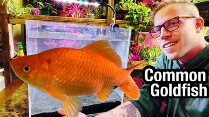 Where do goldfish go when you flush them?