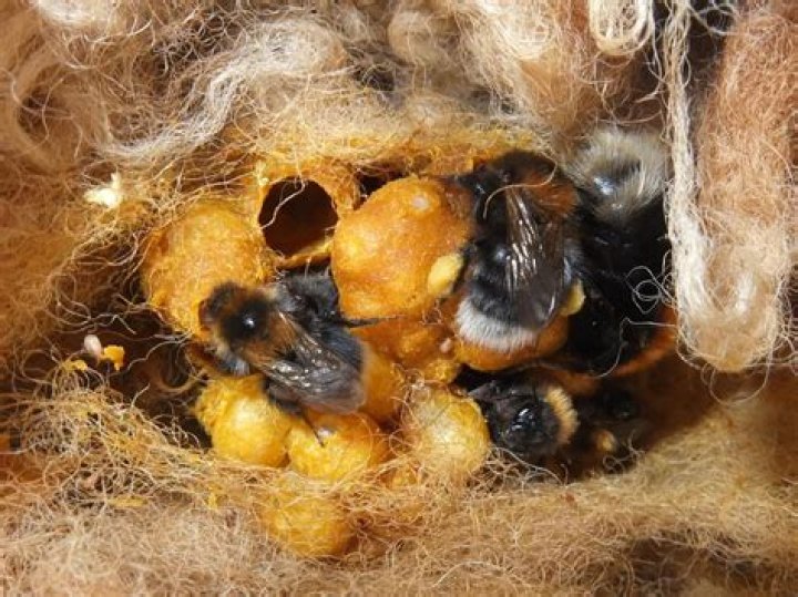 Where do mice make nests?