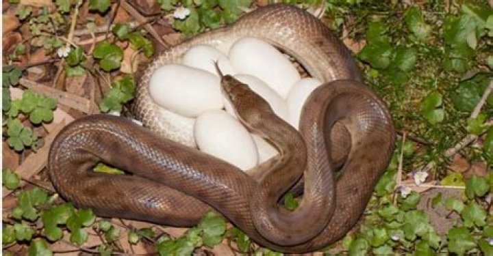 Where do snakes lay their eggs?