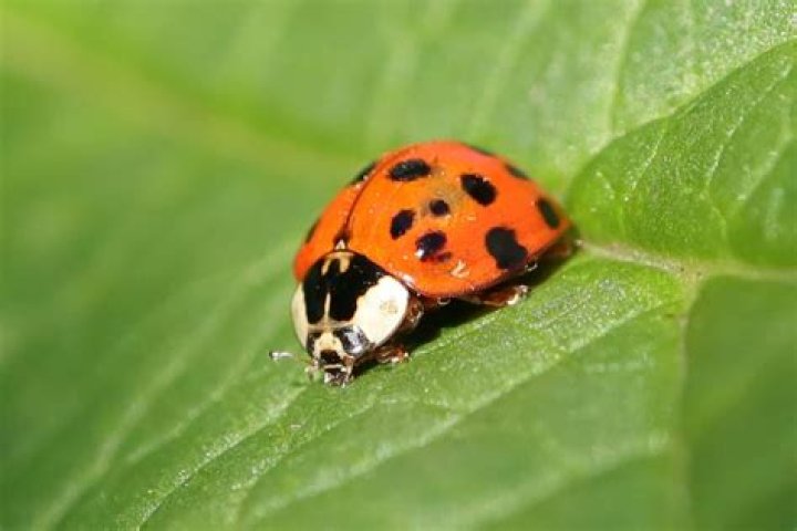 Where do you find a ladybug?