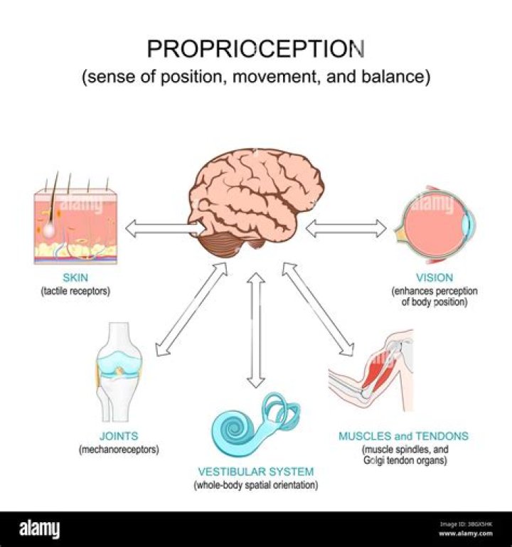 Where is proprioception found in the body?