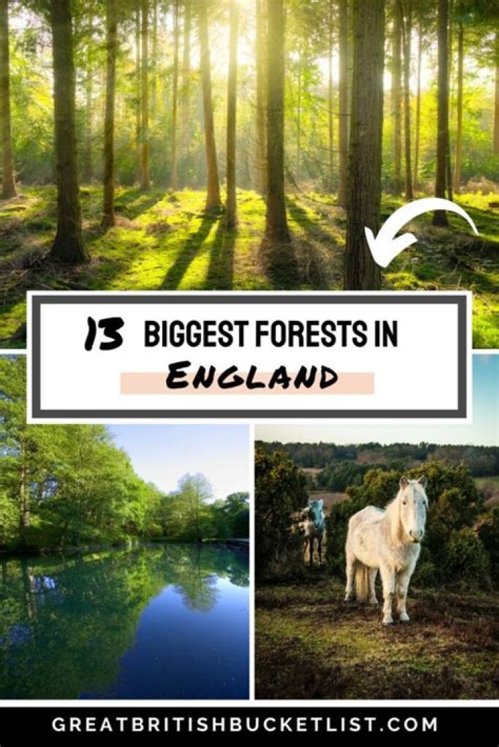 Where is the largest forest in the UK?