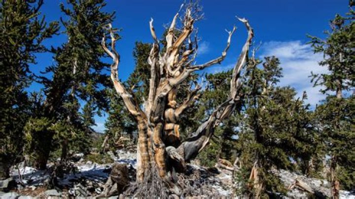 Where's the oldest tree in the world?