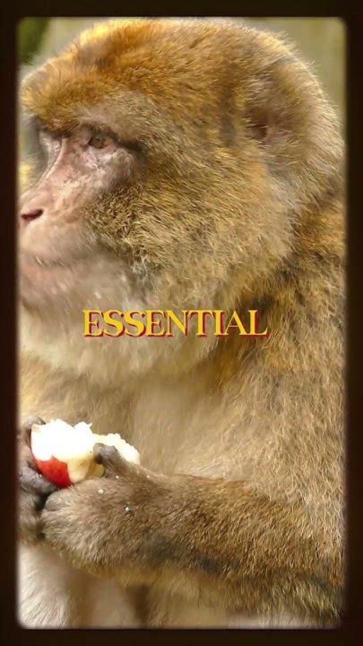 Which animal eats its own feces?