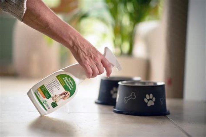 Which disinfectant is safe for dogs?