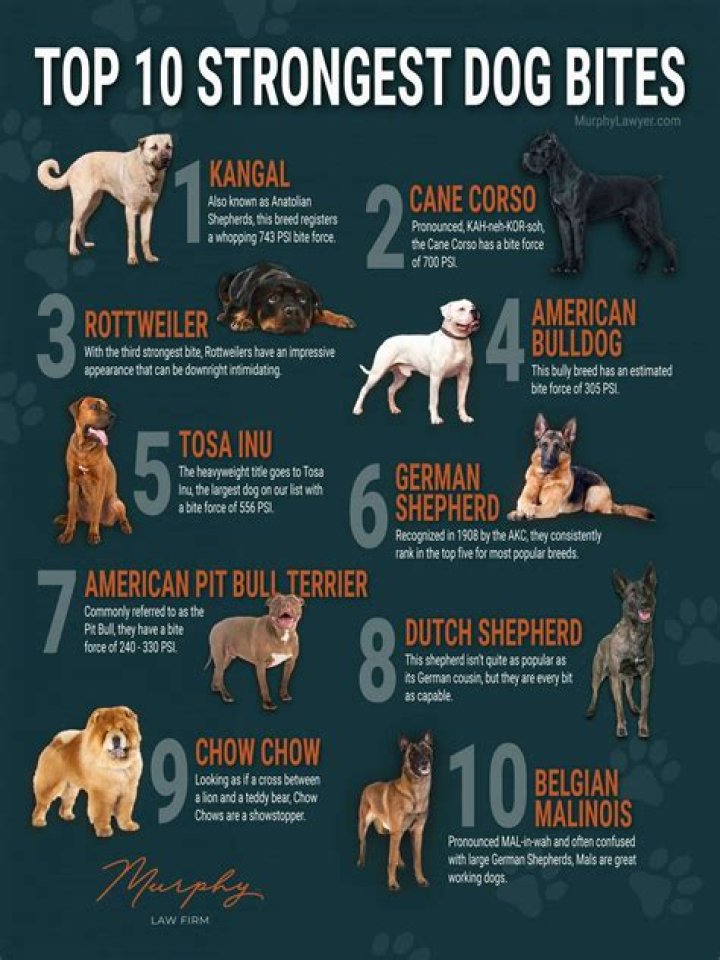 Which dog breed attacks the most?