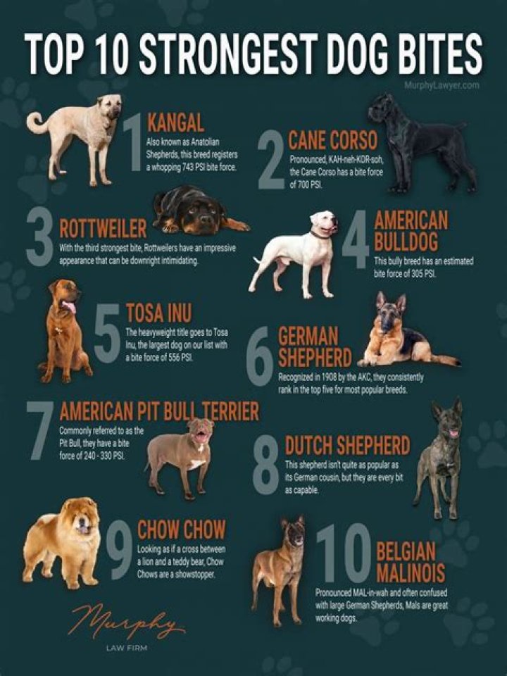 Which dog has the hardest bite?