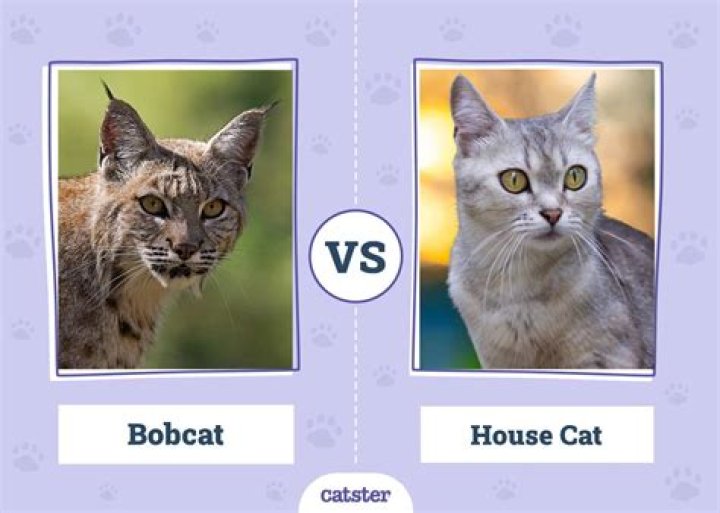 Which is better Bobcat vs Caterpillar?
