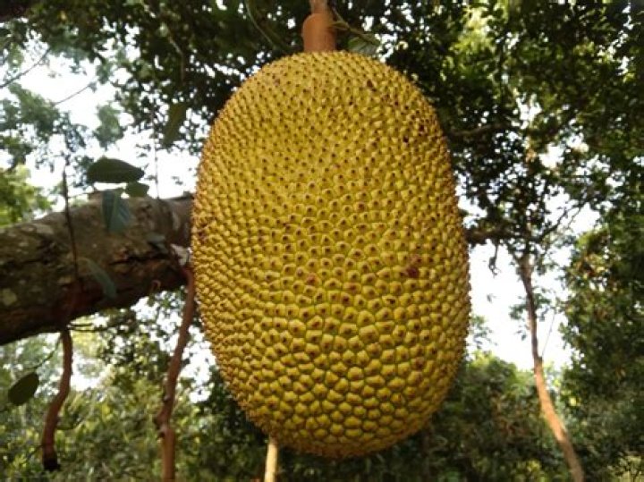 Which is the largest fruit?