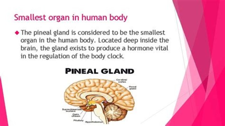 Which is the smallest gland in the body?