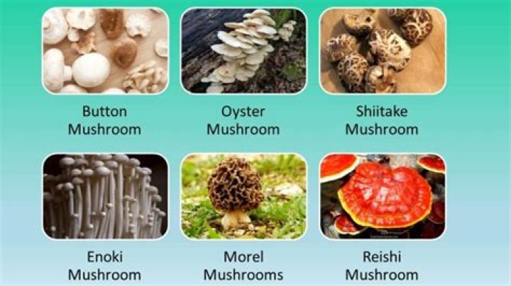 Which mushroom has the most collagen?