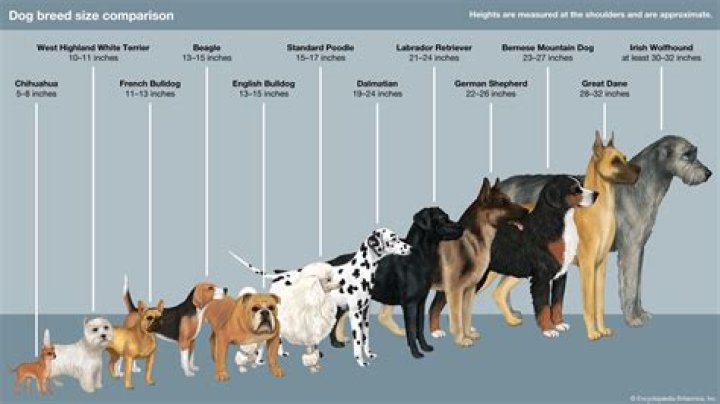 Which parent do dogs get their size from?