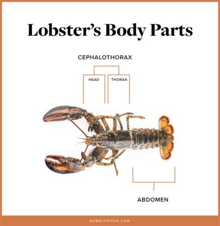 Which part of lobster is not edible?