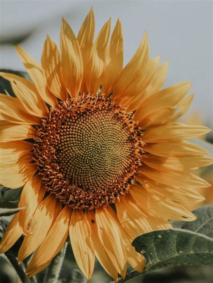 Which plant is a symbol of everlasting life?