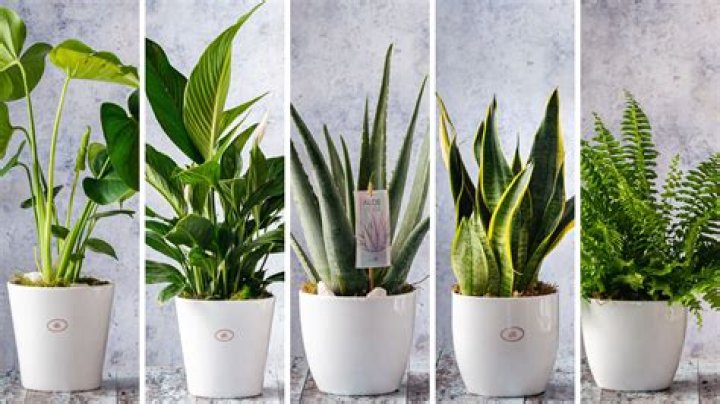 Which plant is best to gift?
