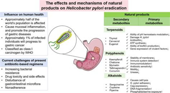 Which probiotic is best for H. pylori?