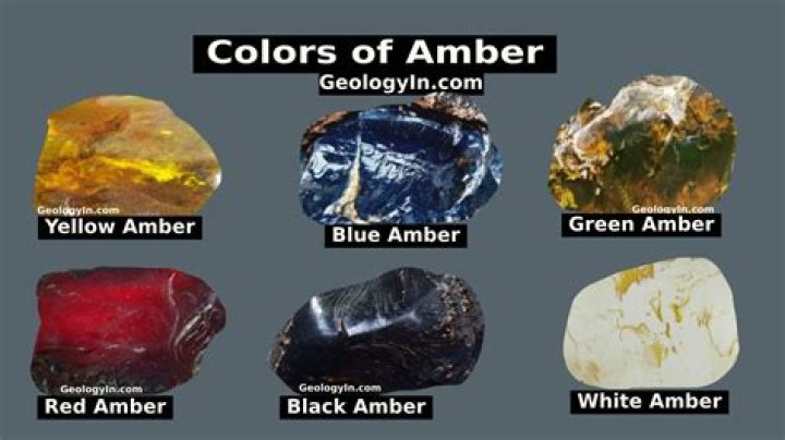 Which tree does amber come from?