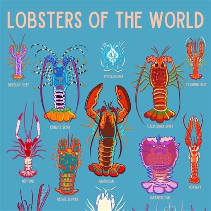 Who has the best lobsters in the world?